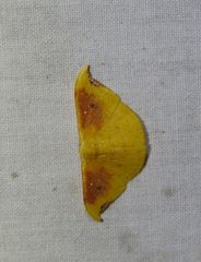 Tridrepana lunulata