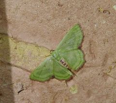 Metallochlora lineata