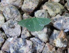 Prasinocyma iosticta