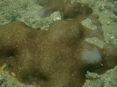 Siderastrea savignyana