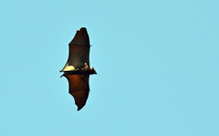 Pteropus vampyrus