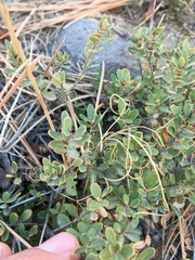 Lomatium triternatum brevifolium
