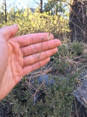 Lomatium triternatum brevifolium