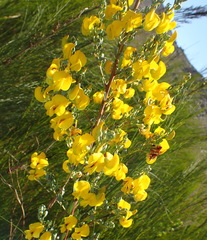 Cyclopia subternata subternata