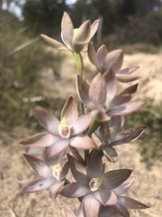Thelymitra epipactoides