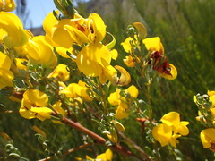 Cyclopia subternata subternata