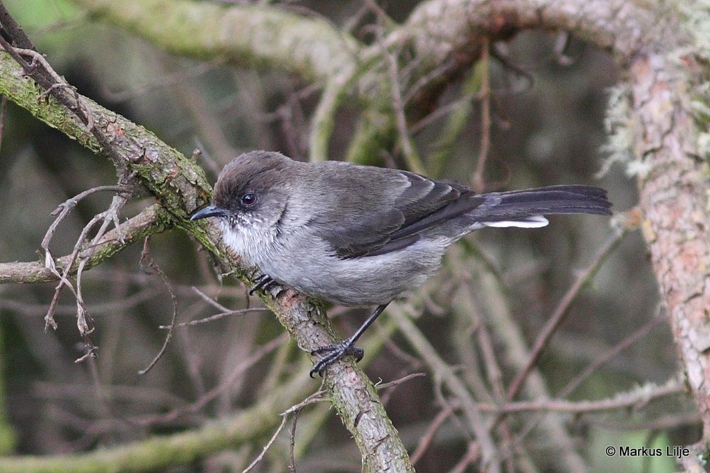 Brown Parisoma photo