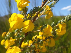 Cyclopia subternata subternata