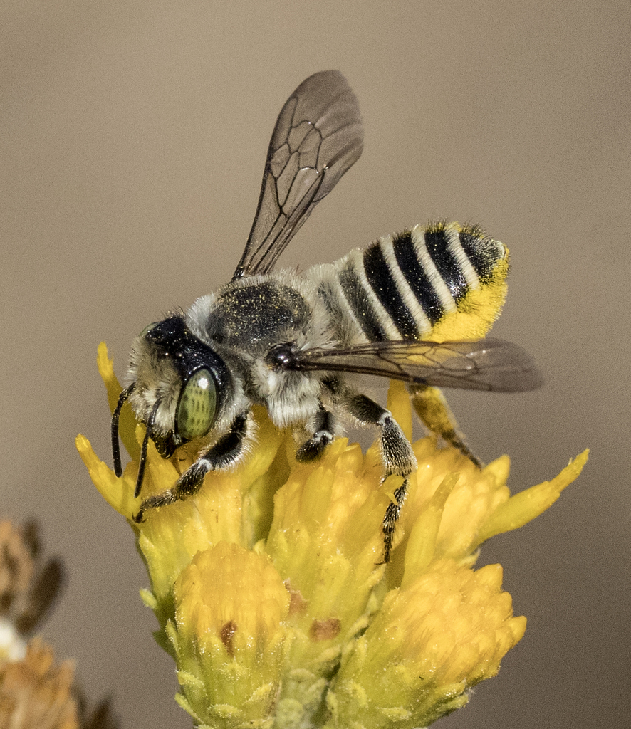 Megachiloides