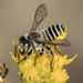 Megachiloides - Photo (c) Brian Wright, some rights reserved (CC BY-NC), uploaded by Brian Wright