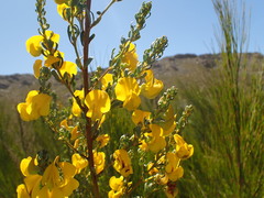 Cyclopia subternata subternata