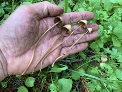 Conocybe semiglobata