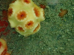 Scleractinia