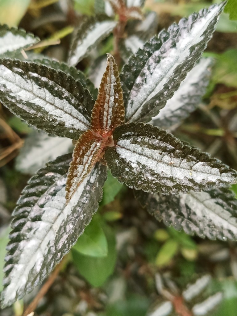 Pilée argentée de Spruce (Silver Tree Pilea) (Pilea spruceana)