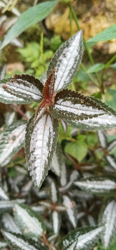 Foto de Dinheiro-em-penca