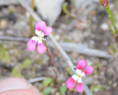 Stylidium longitubum