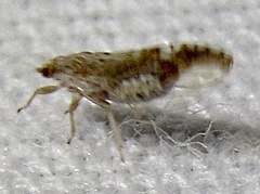 Leuronota maculata