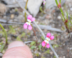Stylidium longitubum