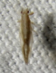 Leuronota maculata
