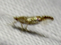 Leuronota maculata