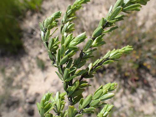 Image of Psoralea heterosepala by no rights reserved