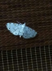 Pycnarmon