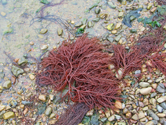 Gracilaria pacifica