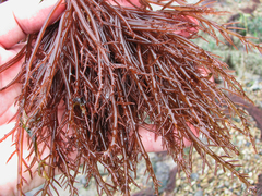 Gracilaria pacifica