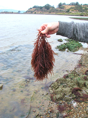 Gracilaria pacifica