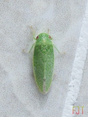Hamana