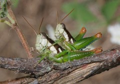 Phaedrotettix violai