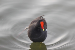 Gallinula galeata cachinnans