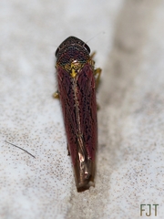 Apogonalia germana