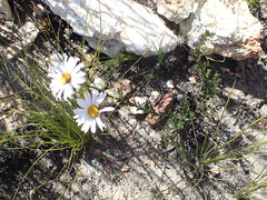 Athrixia heterophylla