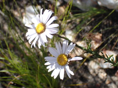 Athrixia heterophylla