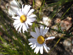 Athrixia heterophylla