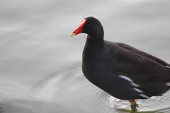 Gallinula galeata cachinnans