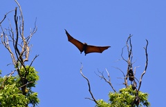 Pteropus vampyrus