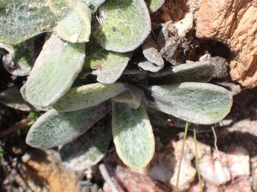 Image of Helichrysum rotundifolium by no rights reserved