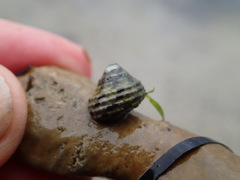 Austrocochlea porcata