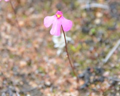 Utricularia multifida