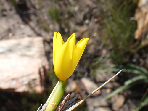 Image of Bobartia aphylla by no rights reserved