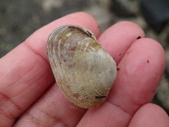 Irus crenatus