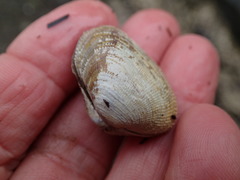 Irus crenatus