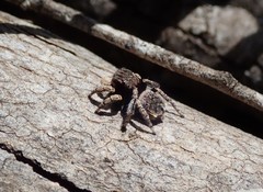 Maratus vespertilio