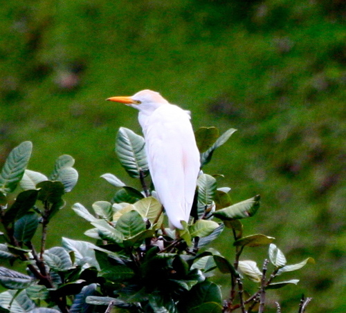 Ardea ibis