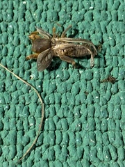 Neoscapteriscus borellii