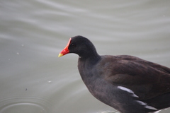 Gallinula galeata cachinnans