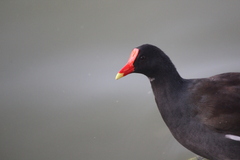 Gallinula galeata cachinnans