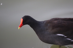 Gallinula galeata cachinnans